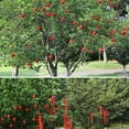 thumbnail image 4 of Kearding Linternas chinas vibrantes del Año Nuevo de pana de 30 piezas para iluminar las linternas chinas de las celebraciones lunares Kits de decoración para fiestas Rojo 3.8*3.8 cm, 4 of 6