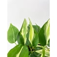 thumbnail image 5 of Bumble Plants 12" Philodendron Hederaceum Silver Stripe Live Plants in 4.5" Hanging Pot, 5 of 9