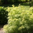 thumbnail image 2 of RedCrocus Lemony Lace Elderberry Sambucus racemosa Variegated Foliage Bush for Garden Borders & Containers  3 Gallon, 2 of 17