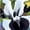 B, variant on Iris for Planting-(Non-Artificial)-Easy Care & Quick Sprouting, Gorgeous Multicolored Blossoms, Great for Yard Decor, Perennial Flowering