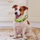 thumbnail image 2 of Fiudx Collar de Nailon Suave para Perro, Compatible con Placa Localizadora Electrónica, Bandas Reflectantes para Seguridad Nocturna, Diseño Transpirable y Resistente Al Desgaste, Accesorio para Perro, 2 of 2