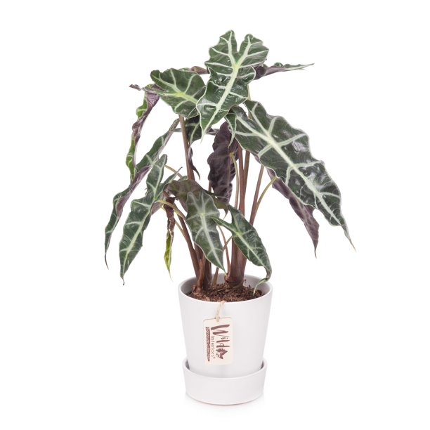 Wild Interiors Live Plants Live Alocasia Polly Plant