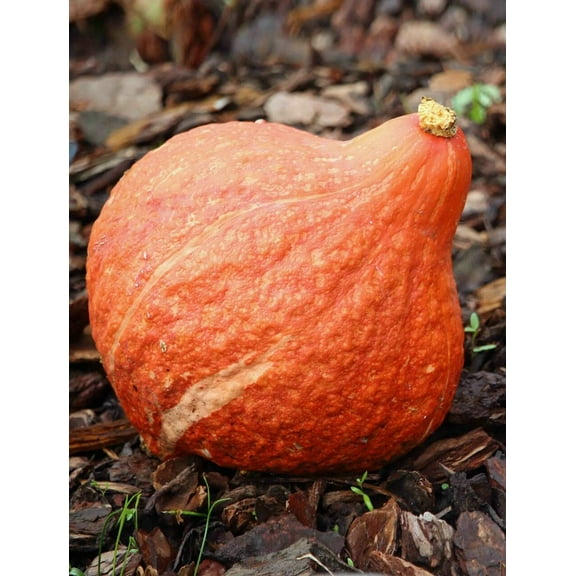 Todd's Seeds Golden Hubbard Winter Squash Heirloom Seed