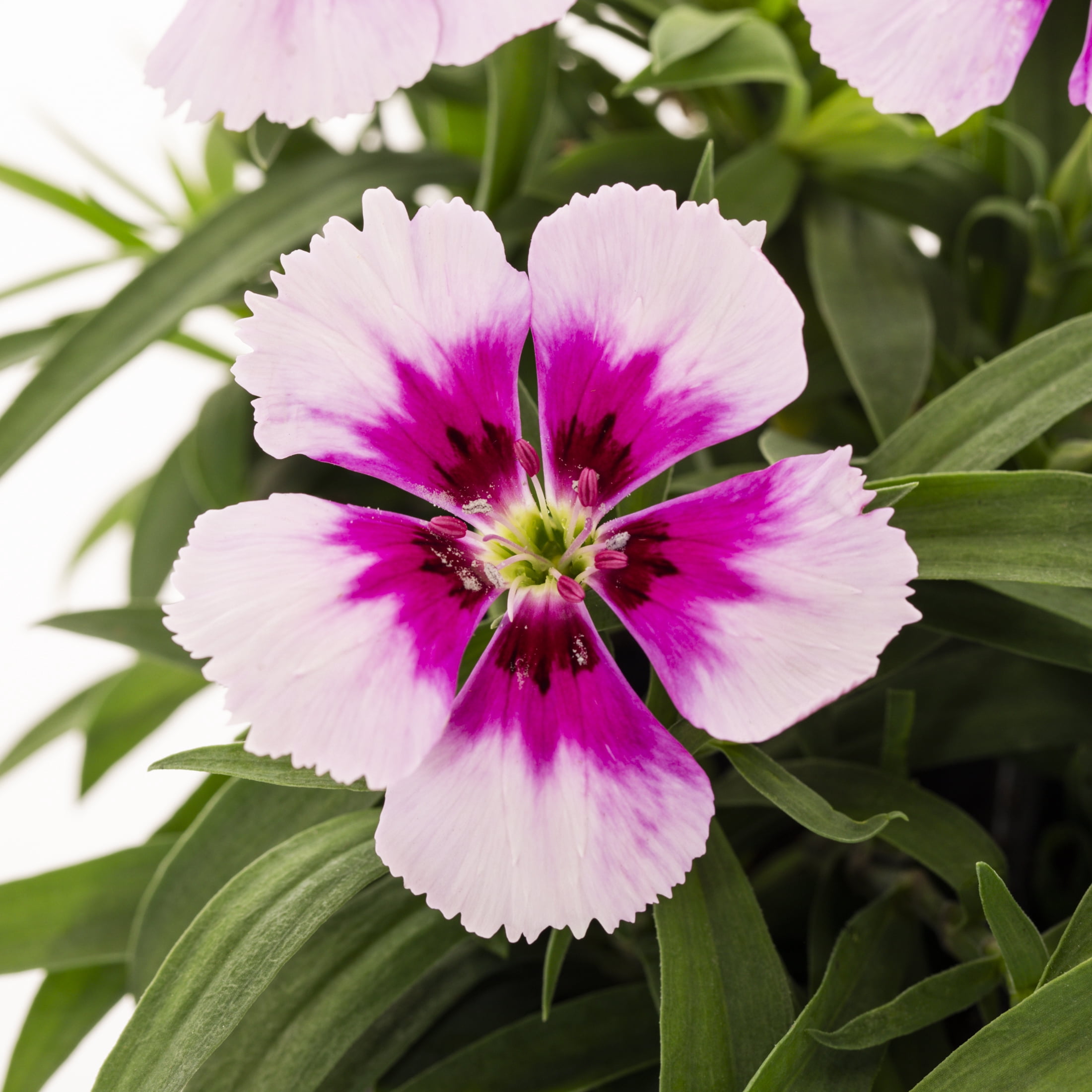 Expert Gardener 4PK Multicolor Dianthus Live Plants with Grower Pack