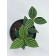 thumbnail image 6 of Peperomia Puteolata, 4 inch, Stilt Peperomia, Parallel Peperomia, 6 of 9