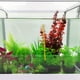thumbnail image 5 of Acuario Termómetro Tanque de peces Medidor de temperatura del agua de vidrio con ventosa Tmvgtek Oficina Multiescena Multifunción, 5 of 9