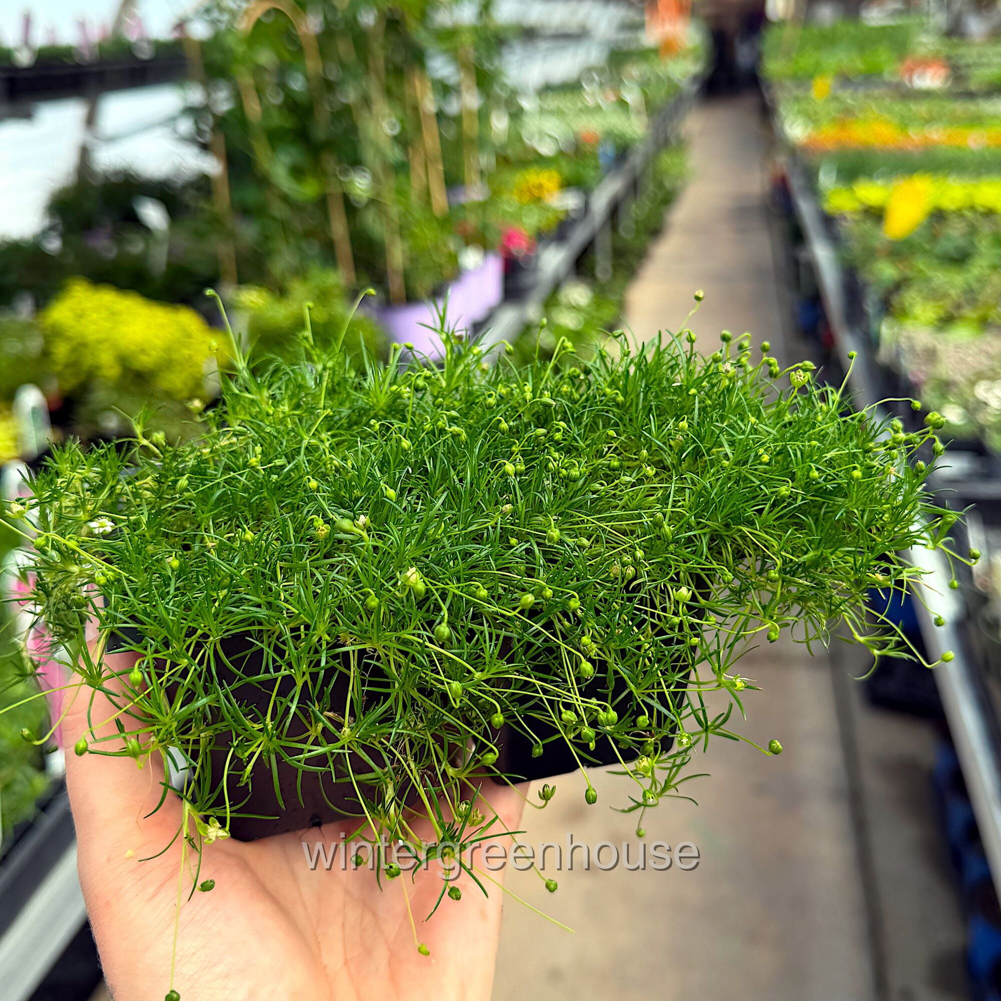 Sagina Subulata, Irish Moss Ground Cover - Pot Size: 4x 2.63x1.72x2.75" - Ground Cover Plants, Plant Collections