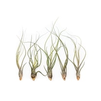 Large Butzii Air Plants 5 to 8 Inches - Live Succulent House Plants - Available in Wholesale and Bulk - Home and Garden Decor - Easy Care Indoor and Outdoor Plants (Pack of 5 )