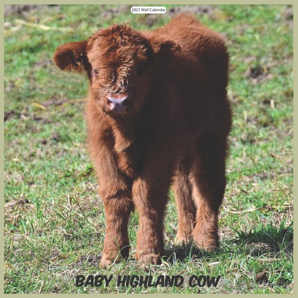 Baby Highland Cow 2021 Wall Calendar Official Highland Cow Wall