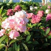 Brighter Blooms - Vanilla Strawberry Hydrangea Tree, 4-5 ft. - No Shipping to AK, AZ, HI