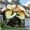 Elephant Ear-E, variant on Giant Elephant Ear Taro — (Non-Artificial)-- The Premier Choice for Tropical Landscaping — A Gardening Essential—- Adds a Fresh, Natural Accent to Yards and Pathways —