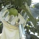 thumbnail image 5 of Recogedor de Metal de jardinería manzana melocotón alto árbol gida herramienta lección bolsa de colección 14cm de diámetro kusrkot cesta recolectora de frutas, 5 of 8