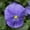 Blue, variant on Pansy Flower Garden Seeds - Delta Premium F1 Series - Pure Lemon - 500 Seeds - Annual Flower Gardening Seed - Viola x wittrockiana