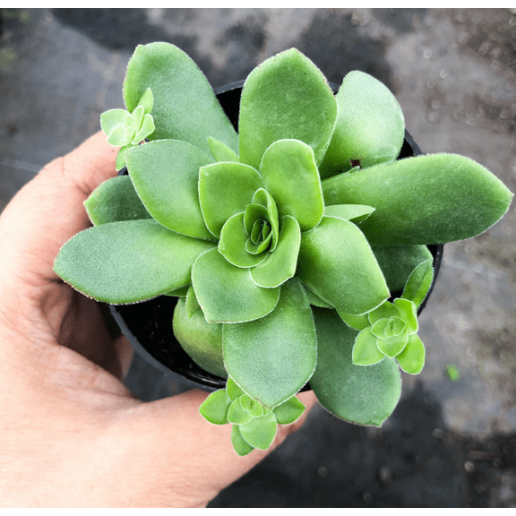 Crassula Orbicularis Succulent Plant 2 Inch for Indoor Outdoor Home Office Garden Decor