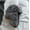 Gray, variant on Womens Hat Winter HaTt Ushanka Hat for Female Thicken Cold Cap Warm Hat Windbreak Hat Warm Hat Pilot Cap Hat with Earflaps