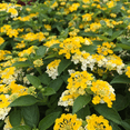 thumbnail image 4 of 2 Yellow Lantana Plants Live, Trailing Lantana Plant, Outdoor Growing, Well Rooted, 6 to 8 Inch, 4 of 5