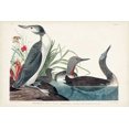 thumbnail image 2 of Audubon, John James 32x23 White Modern Wood Framed Museum Art Print Titled - Pl 202 Red-throated Diver, 2 of 4