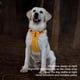 thumbnail image 4 of Chaleco de Arnés para mascotas ANGGREK Arnés de perro ajustable reflectante amarillo dorado, 4 of 8