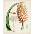 thumbnail image 3 of Curtis 20x24 Black Modern Framed Museum Art Print Titled - Delicate Tropicals III, 3 of 5