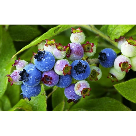 50 LOWBUSH BLUEBERRY Vaccinium Angustifolium Blue Berry Fruit Dwarf Shrub Seeds