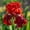 B, variant on Hardy Perennial - Iris Bulbs/Roots - Low Maintenance - Ideal for Garden Borders, Plant Hangers