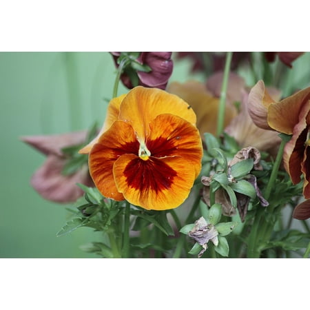 LAMINATED POSTER Bloom Color Pansy Plant Flower Nature Poster Print 24 x (Best Pansy Color Combinations)