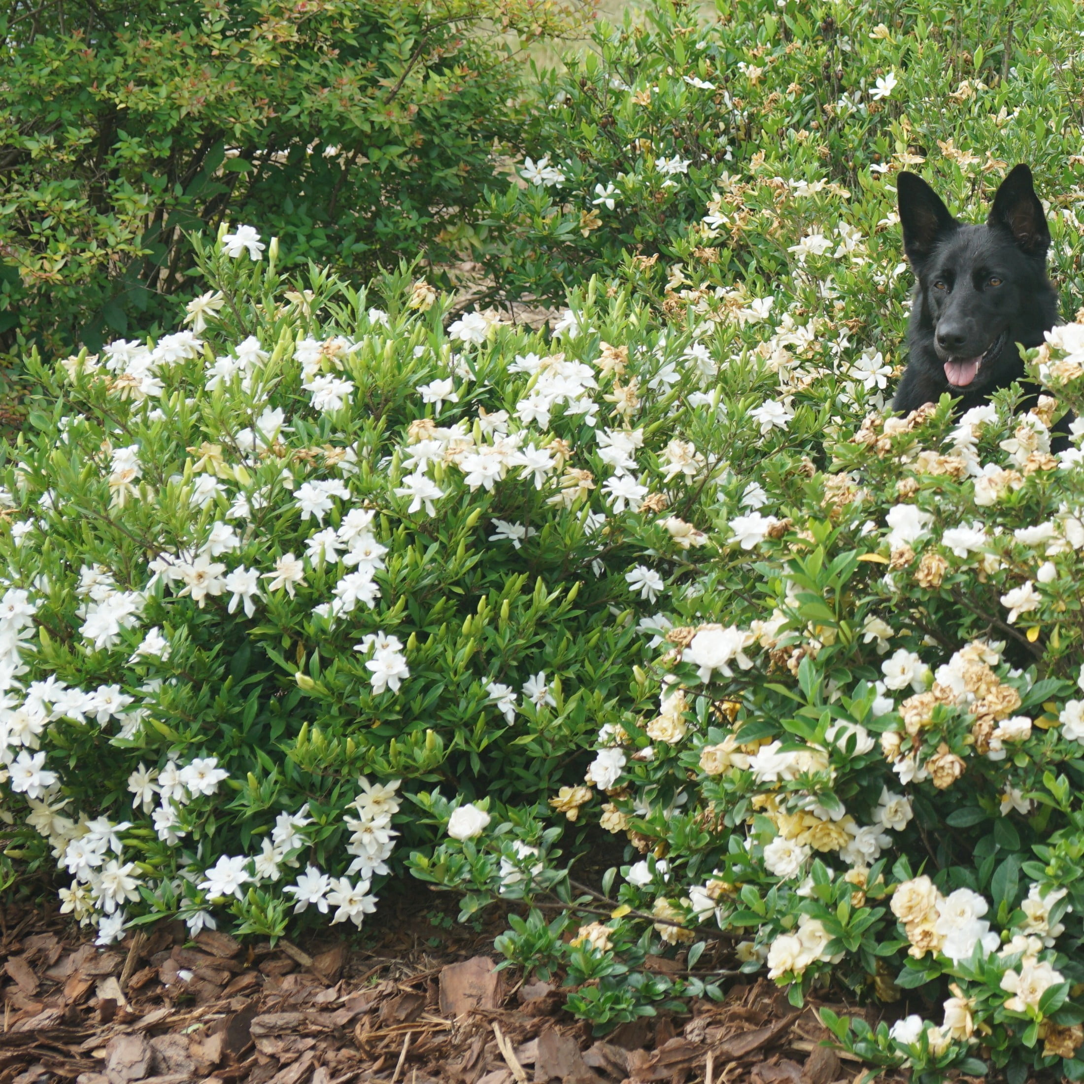Proven Winners ColorChoice 5" White Steady as She Goes Gardenia Live Plant in 4.5" Pot (4 Count)