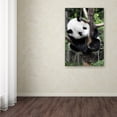 thumbnail image 2 of Trademark Fine Art "Giant Panda IV" Canvas Art by Philippe Hugonnard, 2 of 2