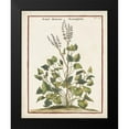 thumbnail image 2 of Munting, Abraham 12x14 Black Modern Framed Museum Art Print Titled - Munting Botanicals V, 2 of 5