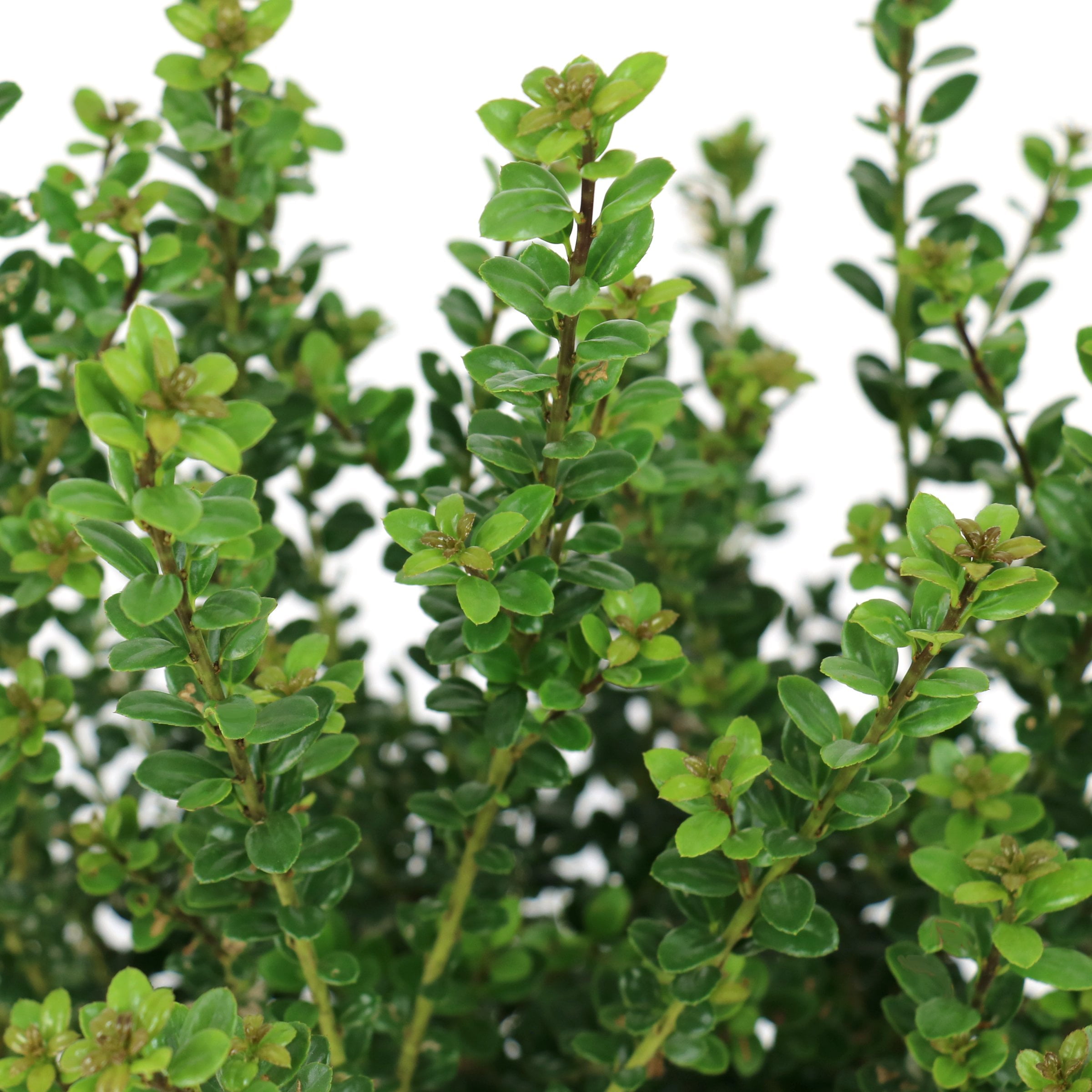 National Plant Network 3 gal. Ilex Steeds (Pyramid)