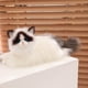 thumbnail image 5 of Muñeco de gato realista | Peluche súper tierno y realista | Material suave y tierno | Compañero perfecto para niños y adultos, 5 of 5