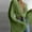 Green, variant on Outfmvch Crop Tops for Women Solid Bell Sleeve Pleated Chiffon Shirt Strap Cardigan Top Womens Tops Womens Long Sleeve Tops