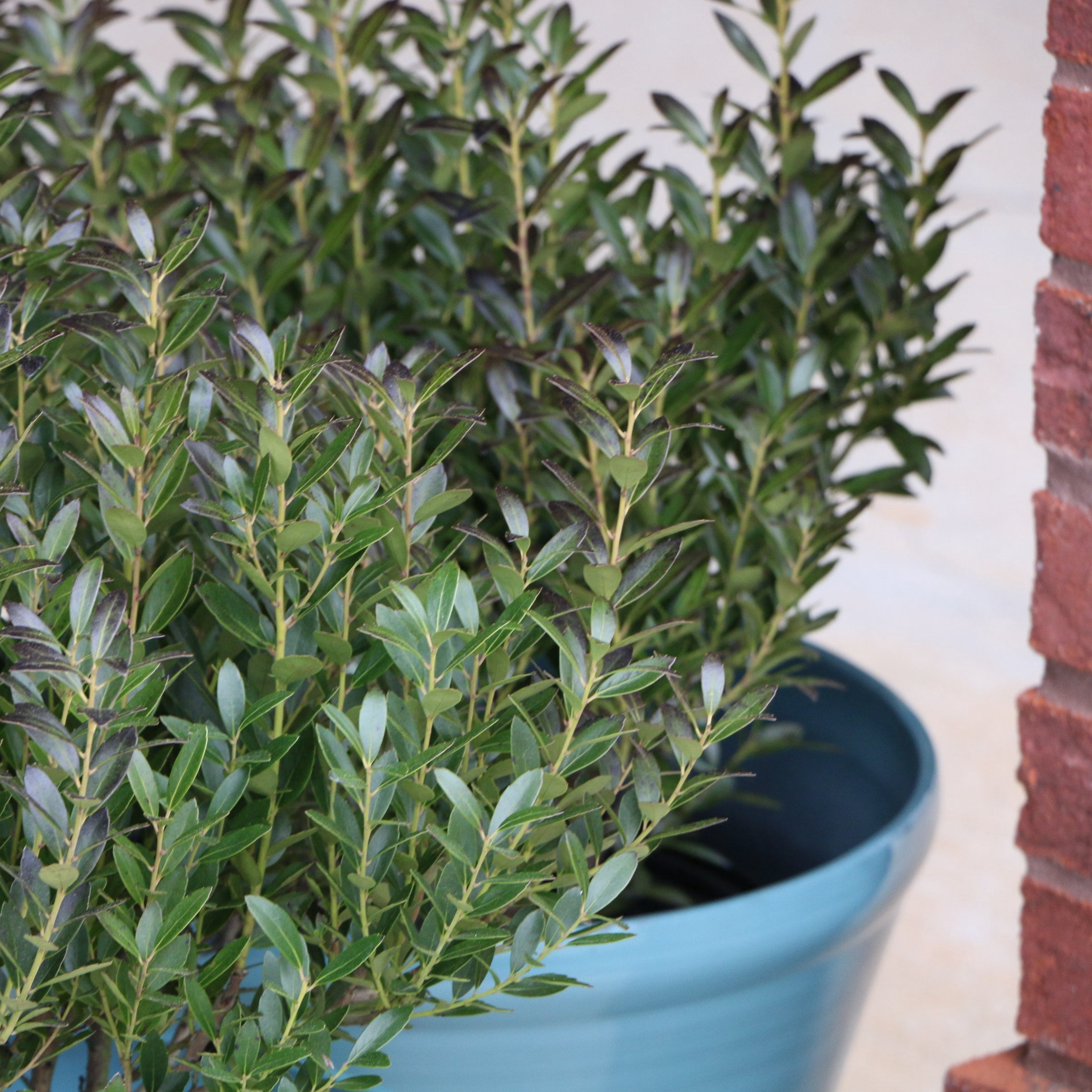 1 gal Ilex Glabra Densa Live Shrub Condition with Full Sunlight