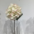 thumbnail image 2 of HYDRANGEE BLANCE ROUGE, 2 of 3