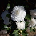 thumbnail image 3 of Southern Living October Magic Shi Shi Camellia Live Shrub in 2.5-Quart Grower Pot, 3 of 6