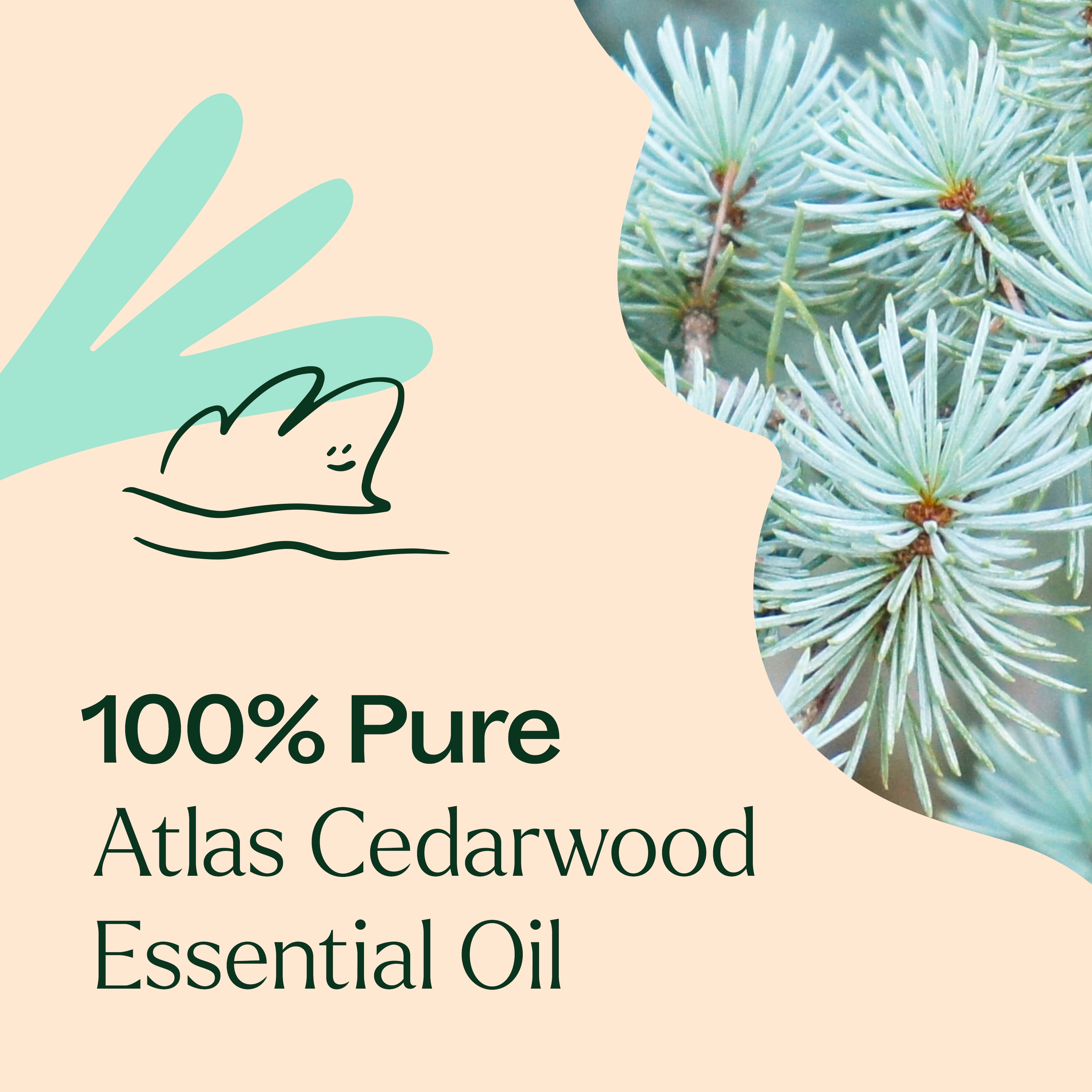 Plant Therapy Organic Atlas Cedarwood Essential Oil 100% Pure, USDA Certified Organic, Undiluted, Natural Aromatherapy 30 mL (1 oz)