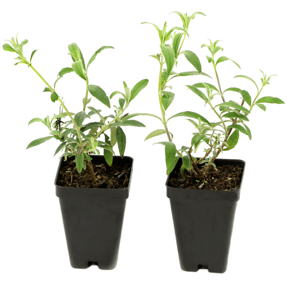 Buddleia Honeycomb Plant Live for Planting, 4 to 6 Inch Tall, Live Buddleia Flower Plant, Butterfly Bush Live Plant Indoor Outdoor, No Pot