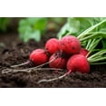 thumbnail image 6 of 2000 Seeds CHERRY BELLE RADISH Raphanus Sativus Vegetable Seeds, 6 of 9