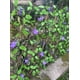 thumbnail image 5 of Fiudx Valla de Hiedra Extensible, Marco de Madera Decorativa Natural, Tamaño Ajustable, Hiedra Artificial de Bajo Mantenimiento, Mampara para Jardín, Decoración de Bodas, Privacidad Al Aire Libre, 20, 5 of 6