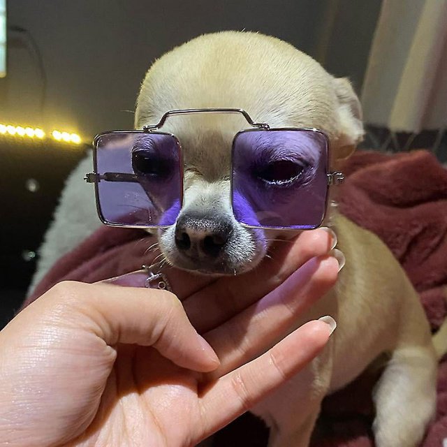 Gafas para mascotas Violte, Gafas para mascotas, Fotografías para mascotas, Accesorios para mascotas, Suministros para gatos, Gafas para gatos