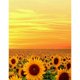 thumbnail image 2 of Cuadros Decorativos 11CT punto de cruz completo girasol contado DIY Kits de bordado hilo de algodón decoración DQrwqpou Nuevos Originales, 2 of 9