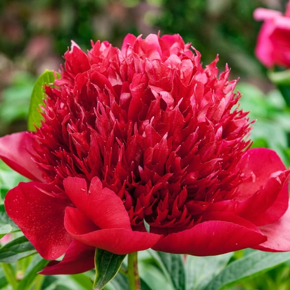 Red Charm Peony Dormant Bare Root Perennial Root (1-Pack)