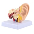 thumbnail image 1 of Modelo de Anatomía del Oído Humano Ecomeon PVC, 1 of 5