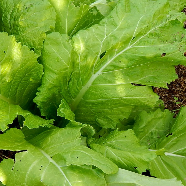 Broadleaf Mustard Green Seeds