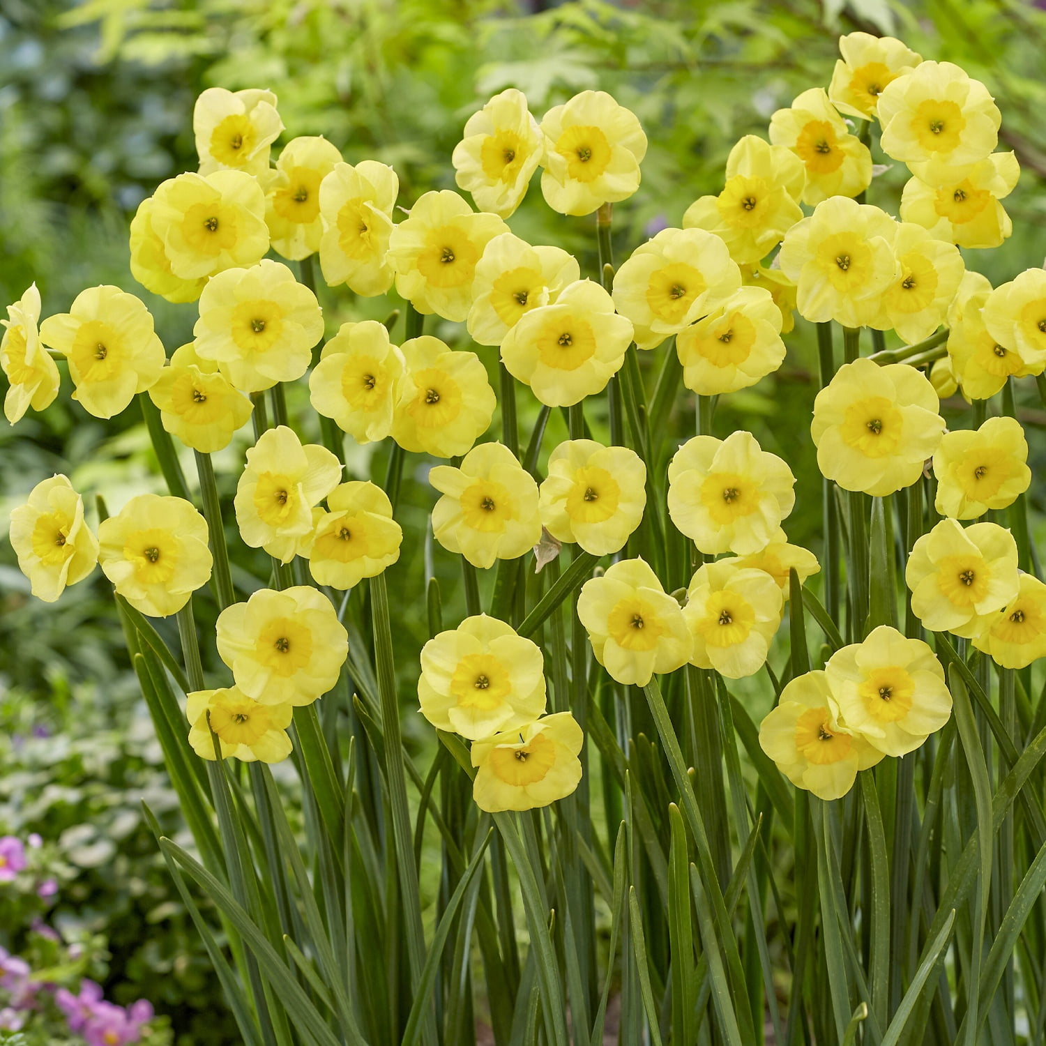 Van Zyverden Award Winning Perennial Deer Resistant Daffodil Blend Set of 5 Bulbs Multicolor Partial Sun Perennial Fragrant 1 lb