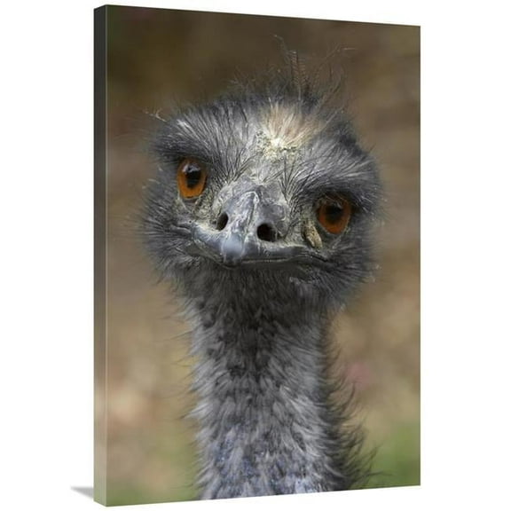 24 x 36 in. Emu Portrait, Native to Australia Art Print - San Diego Zoo