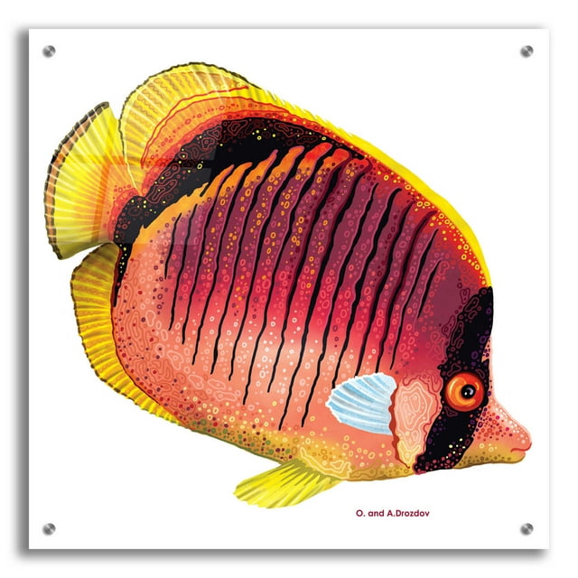 Epic Art 'New Fish 1' by Olga and Alexey Drozdov, Acrylic Glass Wall Art, 24"x24"