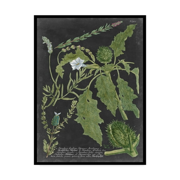 Trademark Fine Art 'Dramatic Weinmann Greenery II' Canvas Art by Vision Studio