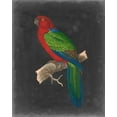 thumbnail image 2 of Vision Studio 26x32 Black Ornate Wood Framed with Double Matting Museum Art Print Titled - Dramatic Parrots IV, 2 of 4