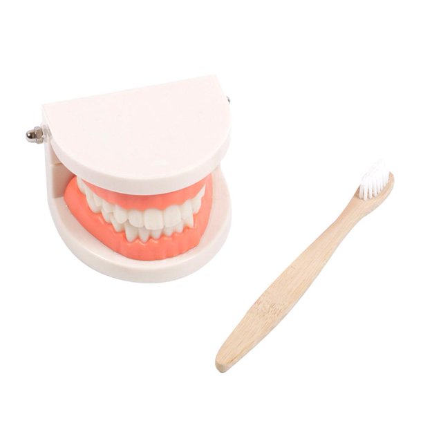Juguete educativo Montessori para práctica de ayudas didácticas para cepillado de dientes (modelo de diente) Likrtyny juguetes de los niños